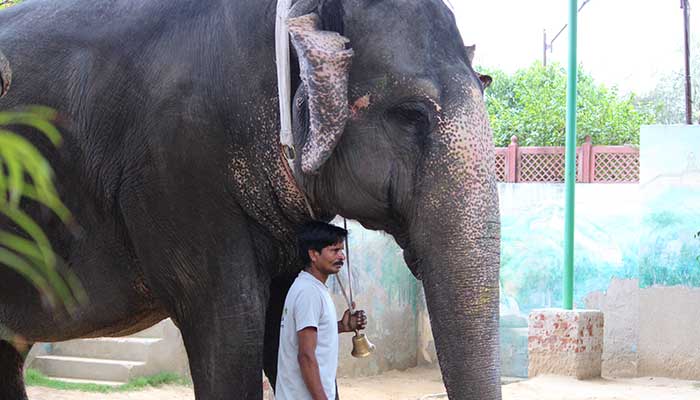 Walk With Elephant